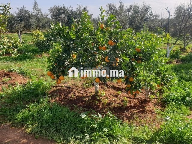 فيرما علىى الشارع تيتر - Vente Immobilier - Berrechid - photo 1