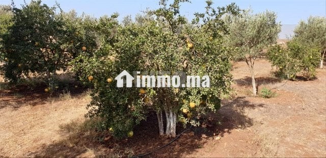 فيرما علىى الشارع تيتر - Vente Immobilier - Berrechid - photo 2