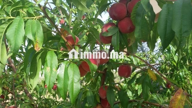 فيرما علىى الشارع تيتر - Vente Immobilier - Berrechid - photo 3