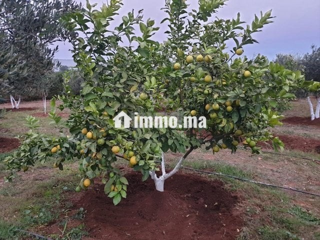 فيرما علىى الشارع تيتر - Vente Immobilier - Berrechid - photo 4