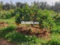fyrma-aal-alsharaa-tytr-small-0