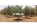 fyrma-aal-alsharaa-tytr-small-11