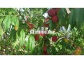 fyrma-aal-alsharaa-tytr-small-2