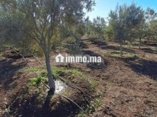 فيرما علىى الشارع تيتر - Terrain à vendre - Berrechid