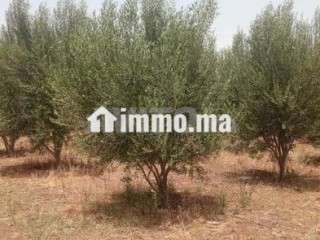 فيرما علىى الشارع تيتر - Terrain à vendre - Berrechid