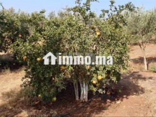 فيرما علىى الشارع تيتر - Terrain à vendre - Berrechid
