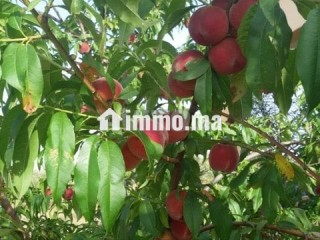 فيرما علىى الشارع تيتر - Terrain à vendre - Berrechid
