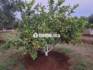 فيرما علىى الشارع تيتر - Terrain à vendre - Berrechid