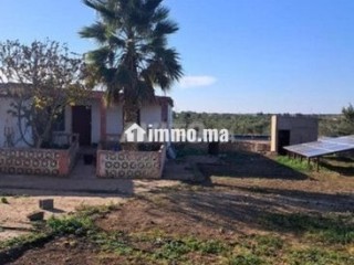 فيرما علىى الشارع تيتر - Terrain à vendre - Berrechid
