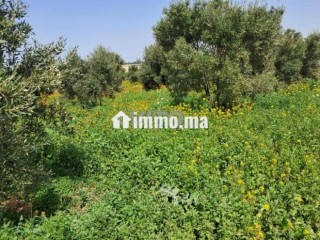 فيرما علىى الشارع تيتر - Terrain à vendre - Berrechid