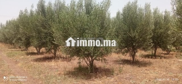 fyrma-aal-alsharaa-tytr-big-11