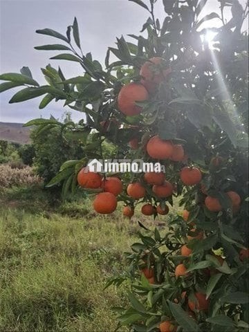 أرض فلاحية خصبة بالشويحية مساحة 3 هكتارات - Vente Immobilier - Berkane - photo 2