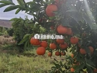أرض فلاحية خصبة بالشويحية مساحة 3 هكتارات - Terrain à vendre - Berkane