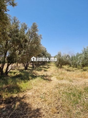 Une ferme de 2,5 hectares titré - Vente Immobilier - Fes - photo 1
