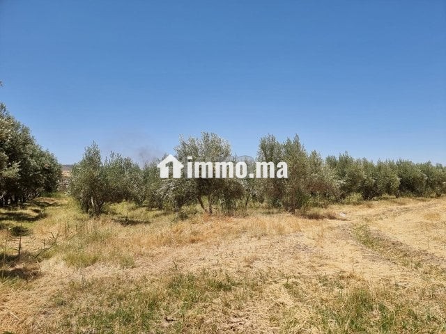 Une ferme de 2,5 hectares titré - Vente Immobilier - Fes - photo 8