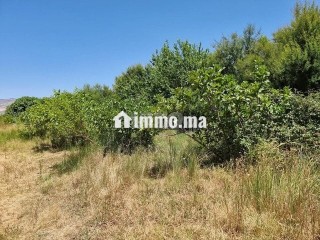 Une ferme de 2,5 hectares titré - Terrain à vendre - Fes