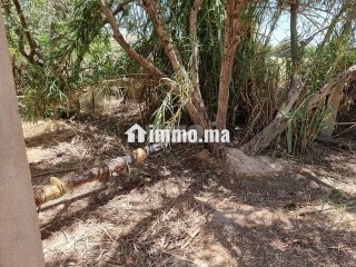 Une ferme de 2,5 hectares titré - Terrain à vendre - Fes