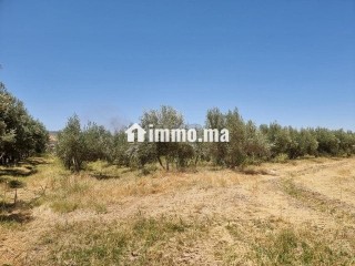Une ferme de 2,5 hectares titré - Terrain à vendre - Fes