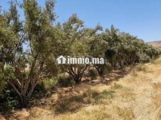 Une ferme de 2,5 hectares titré - Terrain à vendre - Fes