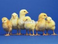 ard13-hktar-bha-mshroaa-flahy-bganb-alrbat-small-3