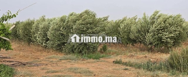 Ferme près de marrakech - Vente Immobilier - Marrakech - photo 1