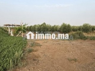 Ferme près de marrakech - Terrain à vendre - Marrakech