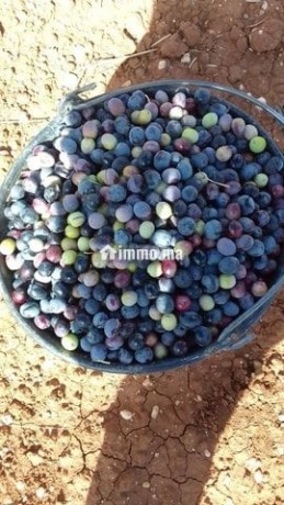 ferme-pres-de-marrakech-big-4