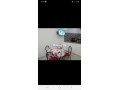 shkk-llkraaa-alyomy-fy-shfshaon-abtdaaa-mn-200drhm-small-2