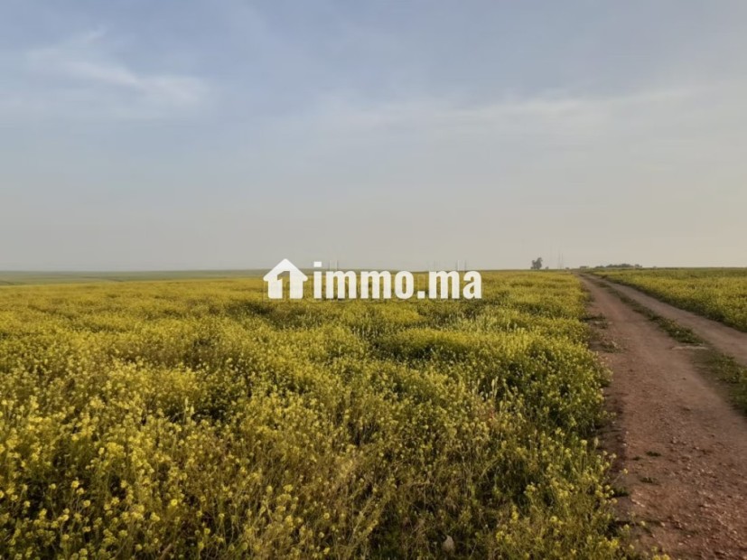 Terrain 101 Ha a 45 km de Settat et 7km d'imfout - Vente Immobilier - Autre - photo 4