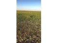 terrain-101-ha-a-45-km-de-settat-et-7km-dimfout-small-0