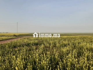 Terrain 101 Ha a 45 km de Settat et 7km d'imfout - Terrain à vendre - Autre