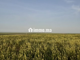 Terrain 101 Ha a 45 km de Settat et 7km d'imfout - Terrain à vendre - Autre