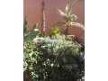 appartement-a-louer-a-marrakech-small-7