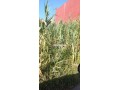 terrain-villa-a-vendre-a-florida-629-m2-small-0