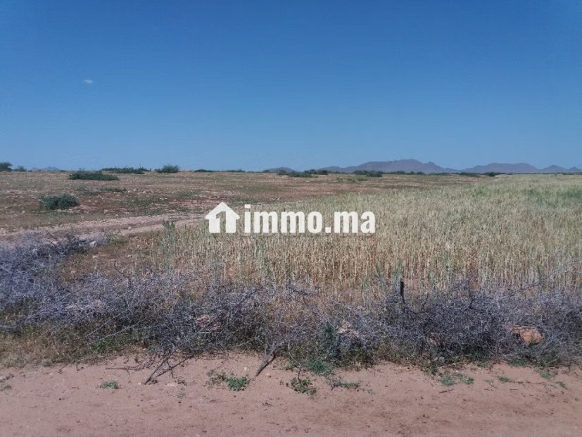 Terrain à vendre 76 hectares Borrous Marrakech - Vente Immobilier - Marrakech - photo 1