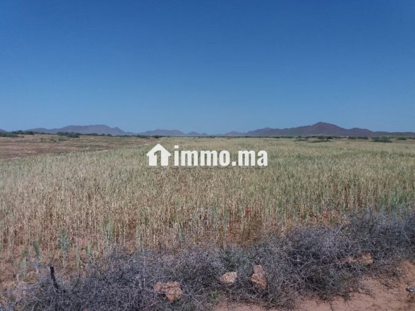 Terrain à vendre 76 hectares Borrous Marrakech - Vente Immobilier - Marrakech - photo 5