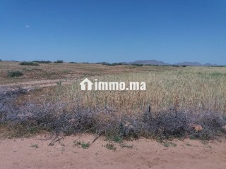 Terrain à vendre 76 hectares Borrous Marrakech - Terrain à vendre - Marrakech