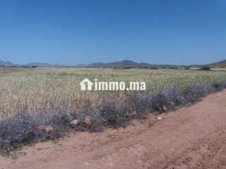 Terrain à vendre 76 hectares Borrous Marrakech - Terrain à vendre - Marrakech