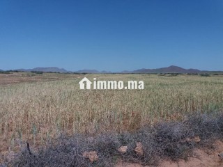 Terrain à vendre 76 hectares Borrous Marrakech - Terrain à vendre - Marrakech