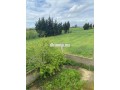 mzraa-llbyaa-ao-alastbdal-small-0