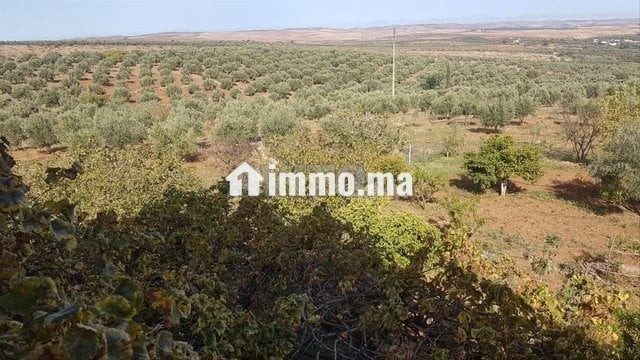 Ferme Equipée à vendre - Vente Immobilier - Sefrou - photo 6