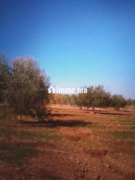 Terrain terrain titré 13200m2 à 17km de Marrakech - Vente Immobilier - Marrakech - photo 5