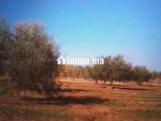 Terrain terrain titré 13200m2 à 17km de Marrakech - Terrain à vendre - Marrakech