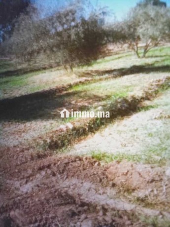 terrain-terrain-titre-13200m2-a-17km-de-marrakech-big-3