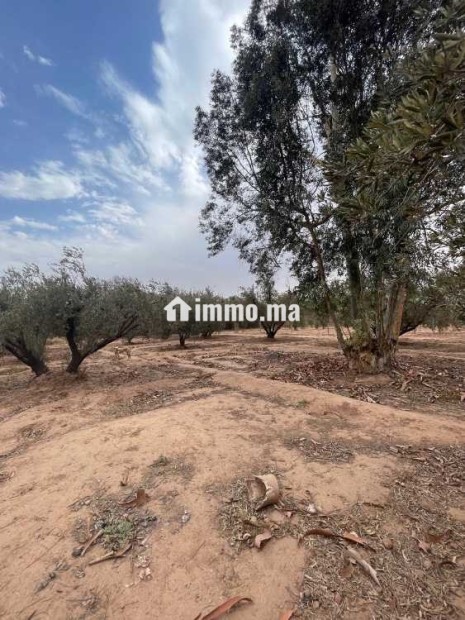 Terrain a vendre - Vente Immobilier - Marrakech - photo 1