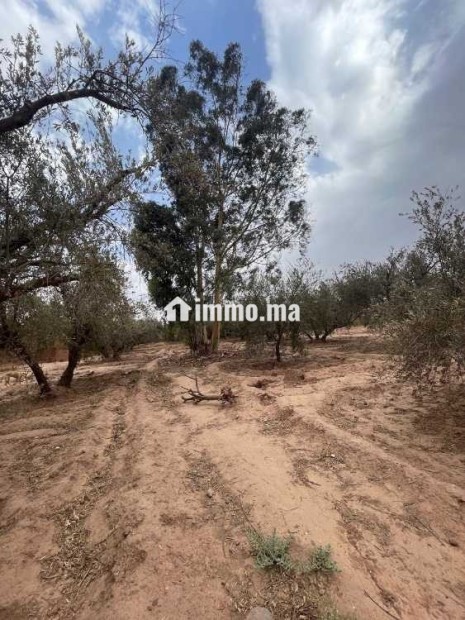 Terrain a vendre - Vente Immobilier - Marrakech - photo 3