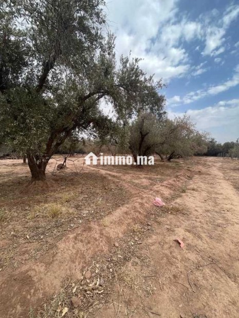Terrain a vendre - Vente Immobilier - Marrakech - photo 4