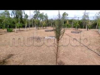Terrain agricole avec titre à Tachrafet Oued Zem - Terrain à vendre - Oued Zem