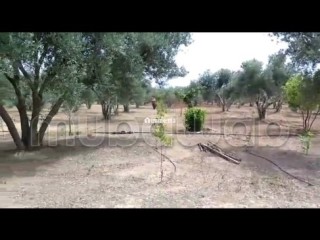 Terrain agricole avec titre à Tachrafet Oued Zem - Terrain à vendre - Oued Zem