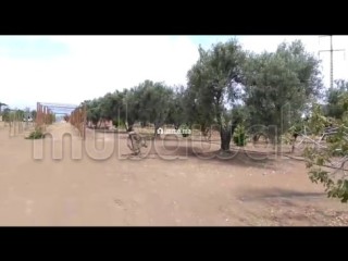 Terrain agricole avec titre à Tachrafet Oued Zem - Terrain à vendre - Oued Zem